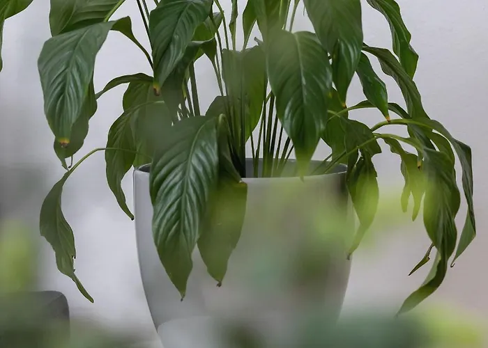 شقة W Sercu Krakowa Z Dwoma Sypialniami By Rent Like